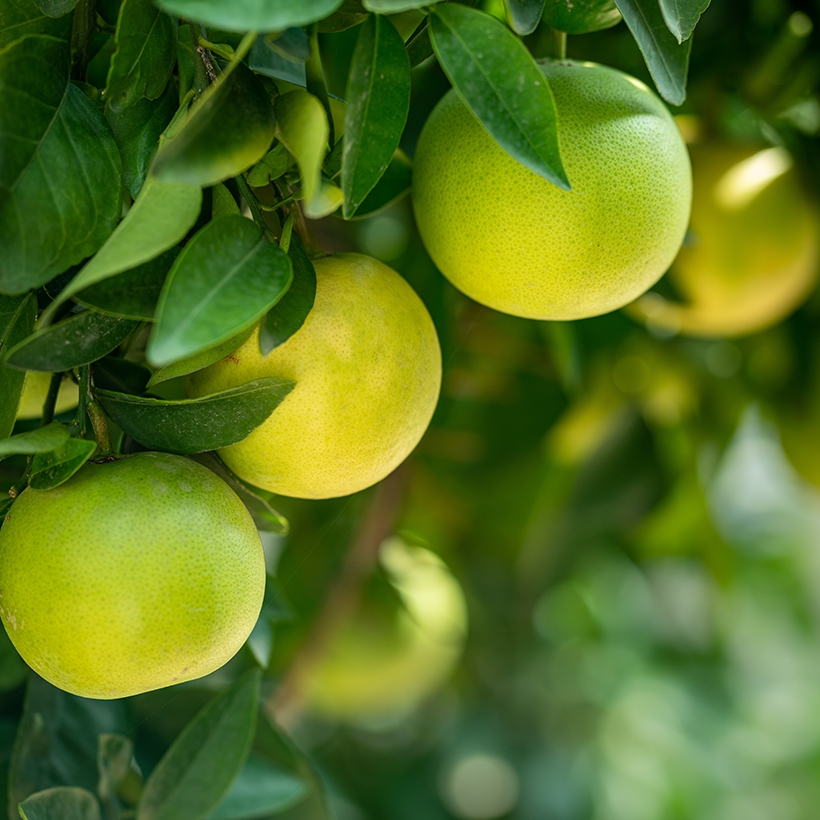 Image contexte Tropic Kiss fruits verts dans un arbre, avec feuilles vertes au premier plan