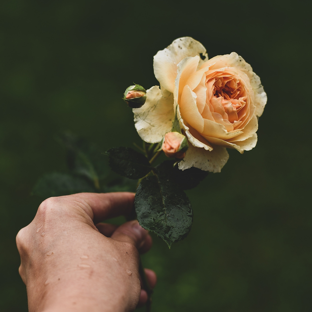 Image contexte rose blanchetenue dans une main Roses de la cote d’emeraude
