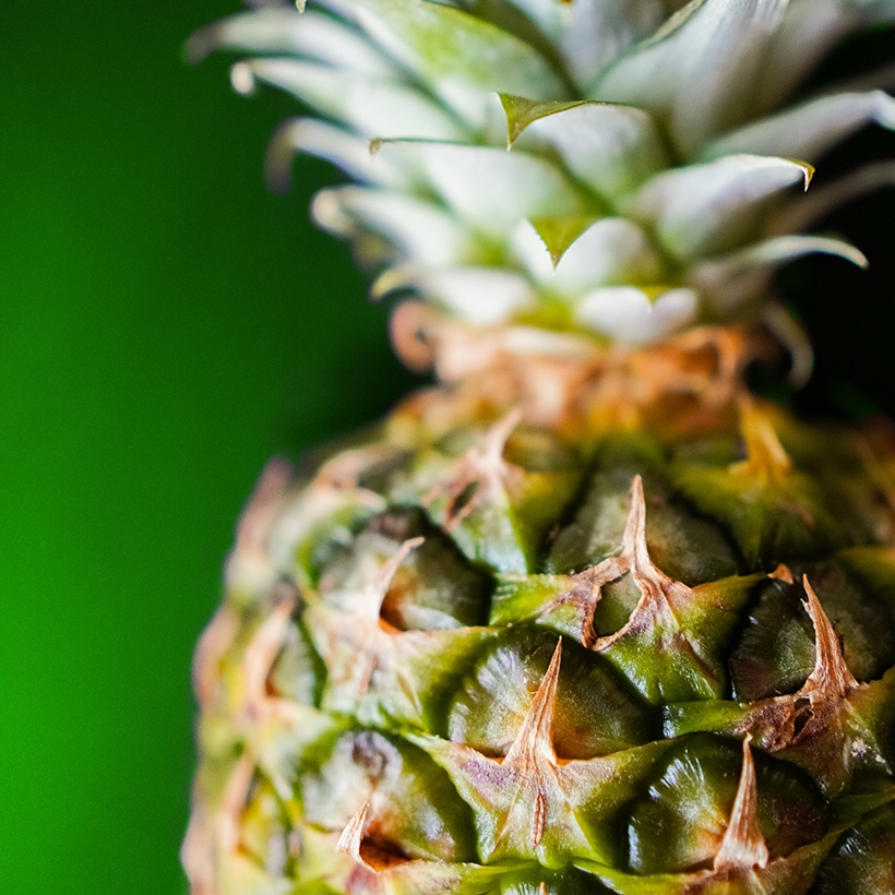 Image contexte M’Amour Guy Lesueur ananas sur fond vert