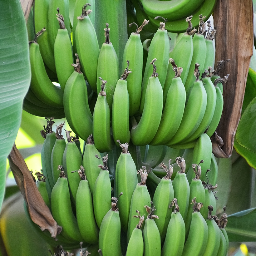 Image contexte M’Amour Guy Lesueur, bananier, vue de face
